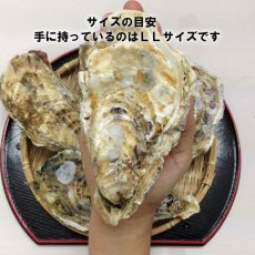 画像8: 【お急ぎ便】三陸志津川産　荒島牡蠣　（お届け地域限定） (8)