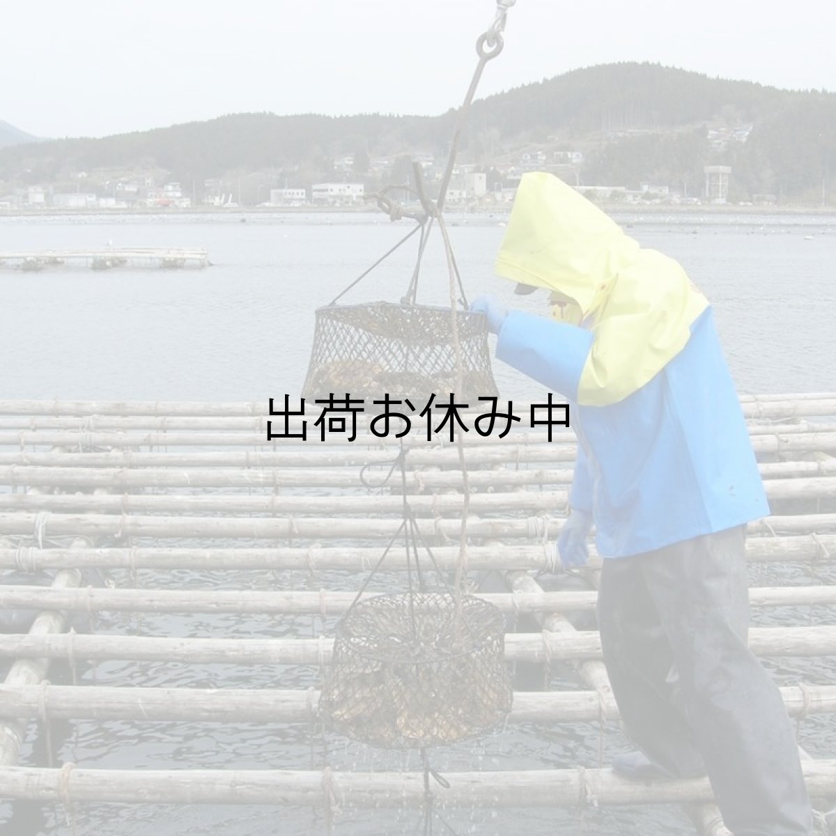 画像9: 三陸志津川産　荒島牡蠣 (9)