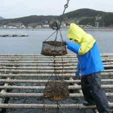 画像9: 【お急ぎ便】三陸志津川産　荒島牡蠣　（お届け地域限定） (9)