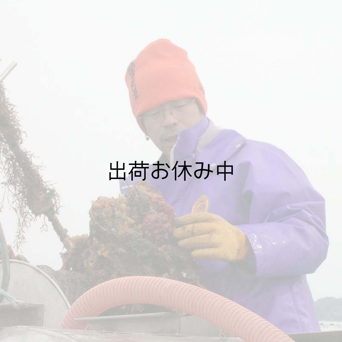 画像10: 三陸志津川産　荒島牡蠣 (10)