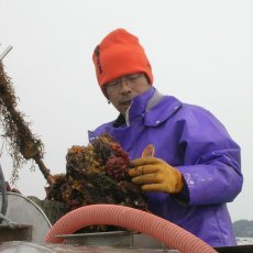 画像10: 三陸志津川産　荒島牡蠣 (10)