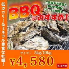 画像1: 三陸産志津川産　バーベキュー用ふぞろい殻付牡蠣 (1)