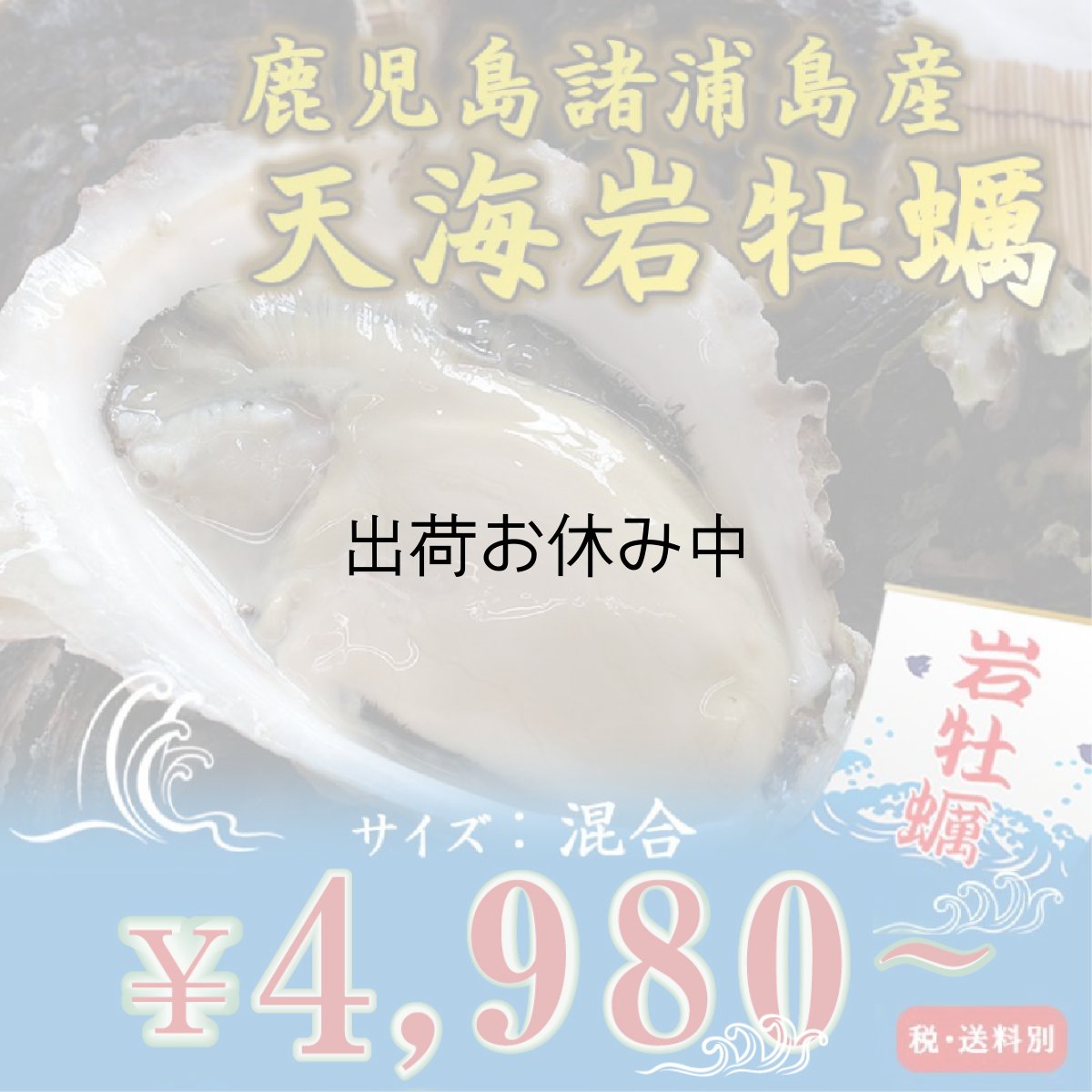 画像1: 鹿児島諸浦島産　天海岩牡蠣 (1)