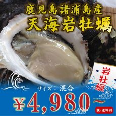 画像1: 鹿児島諸浦島産　天海岩牡蠣 (1)