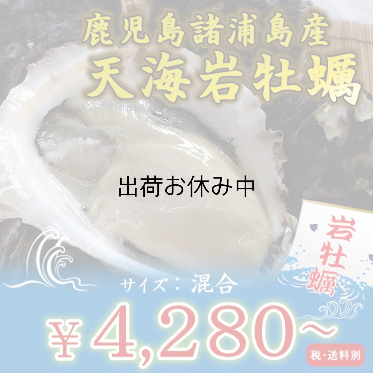 画像1: 鹿児島諸浦島産　天海岩牡蠣 (1)