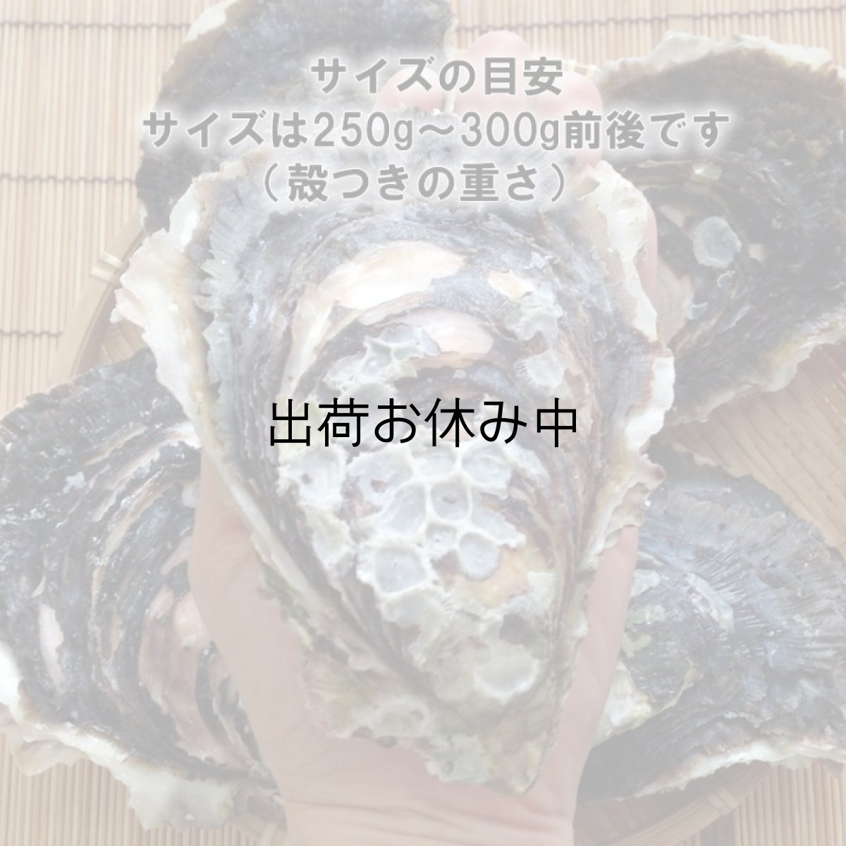 画像6: 鹿児島諸浦島産　天海岩牡蠣 (6)
