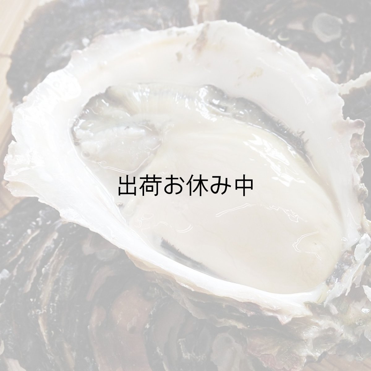 画像3: 鹿児島諸浦島産　天海岩牡蠣 (3)