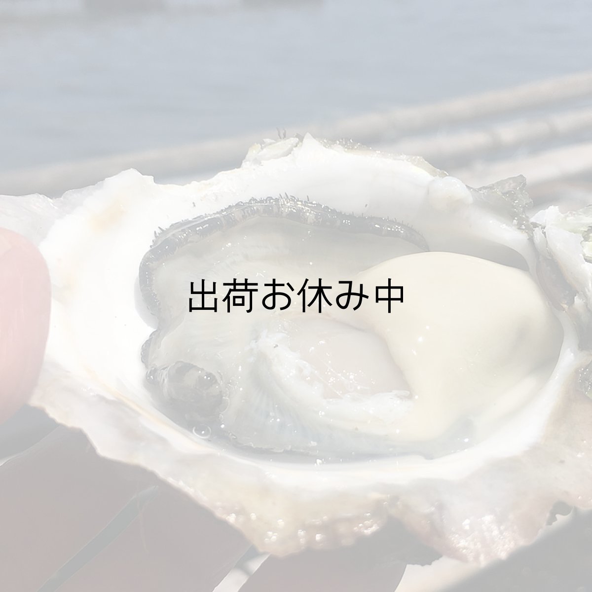 画像2: 鹿児島諸浦島産　天海岩牡蠣 (2)