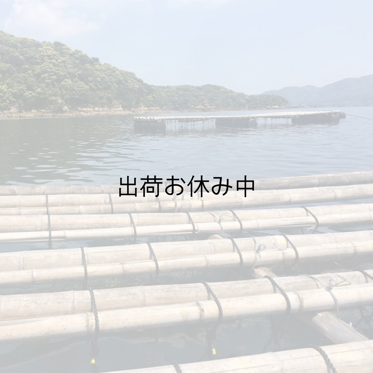 画像8: 鹿児島諸浦島産　天海岩牡蠣 (8)