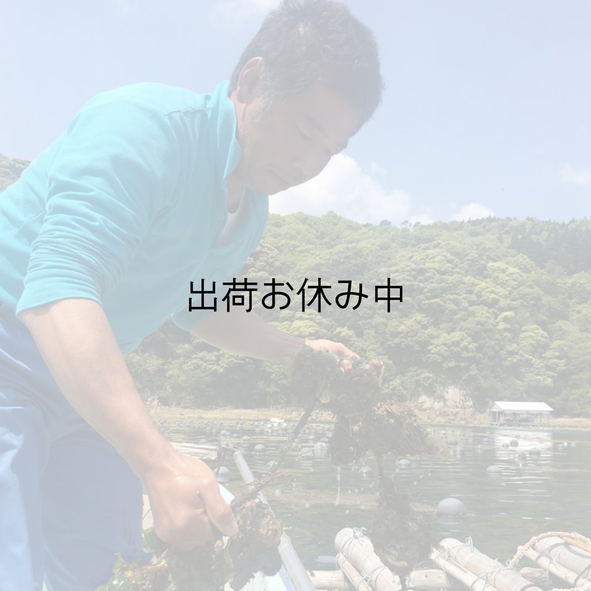 画像7: 鹿児島諸浦島産　天海岩牡蠣 (7)
