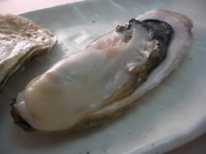 画像3: 北海道寿都産　殻付牡蠣　寿牡蠣 (3)