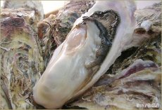 画像2: 北海道寿都産　殻付牡蠣　寿牡蠣 (2)