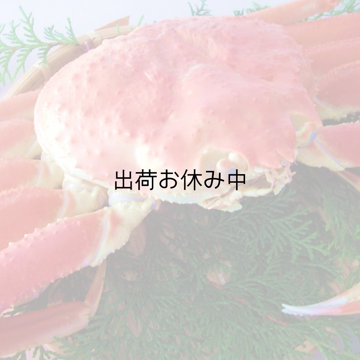 画像5: 鳥取産　松葉かに (5)