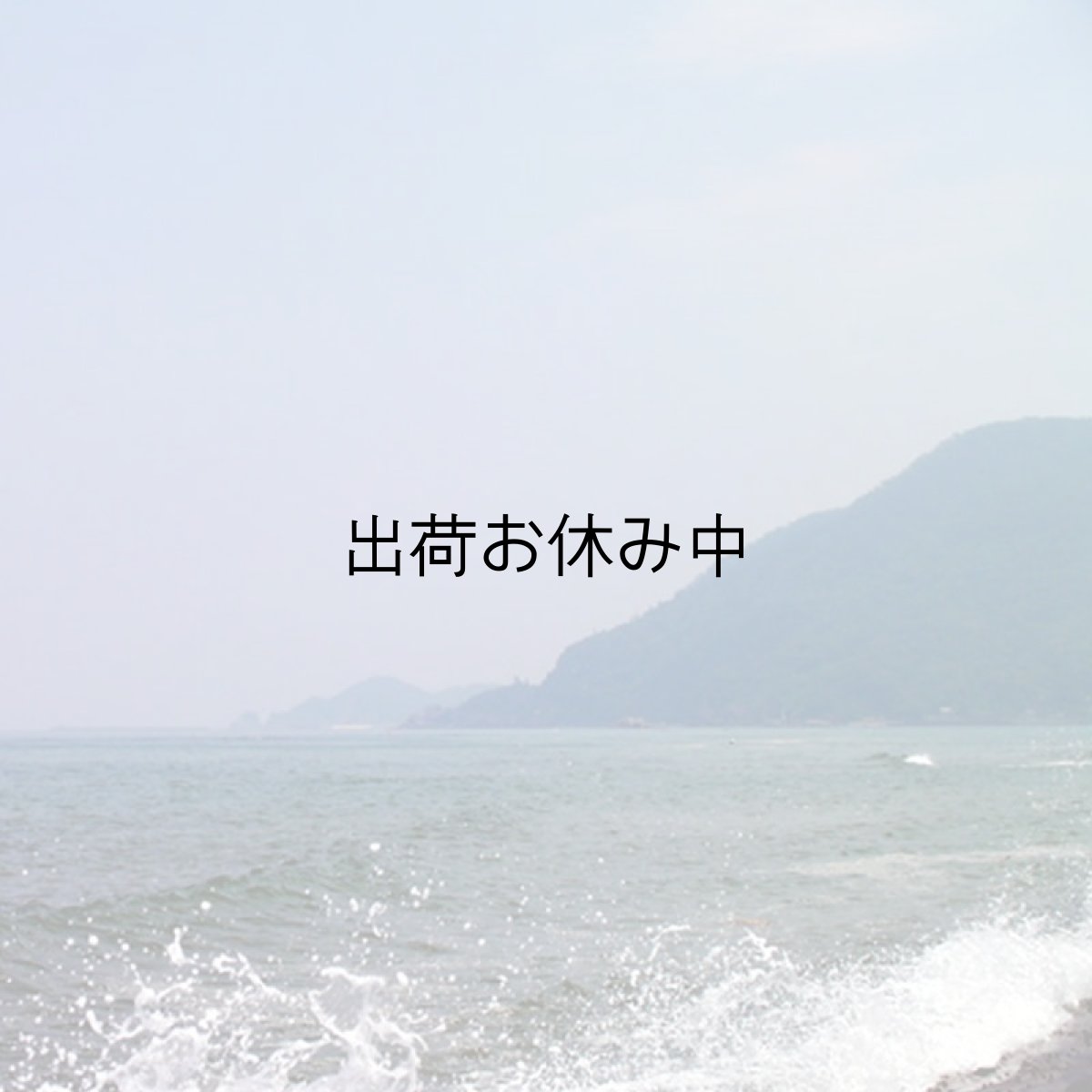 画像10: 鳥取産　天然岩牡蠣「夏輝」 (10)