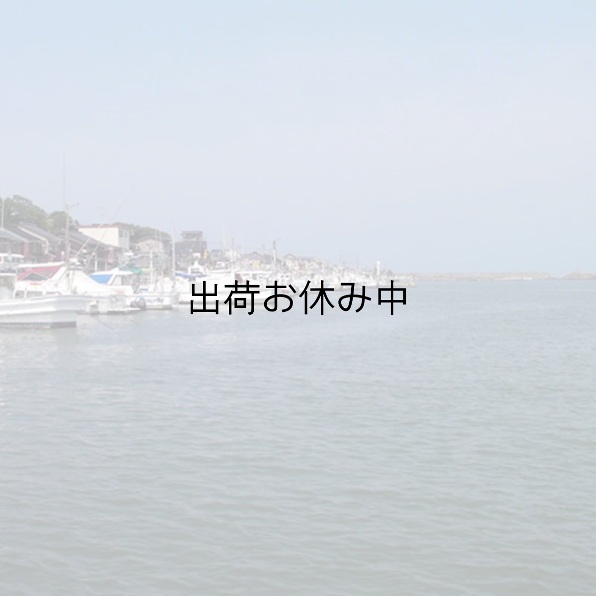 画像9: 鳥取産　天然岩牡蠣「夏輝」 (9)