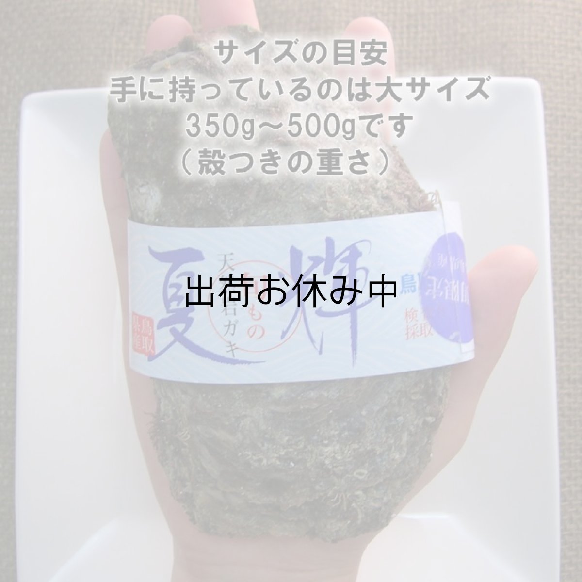 画像3: 鳥取産　天然岩牡蠣「夏輝」 (3)