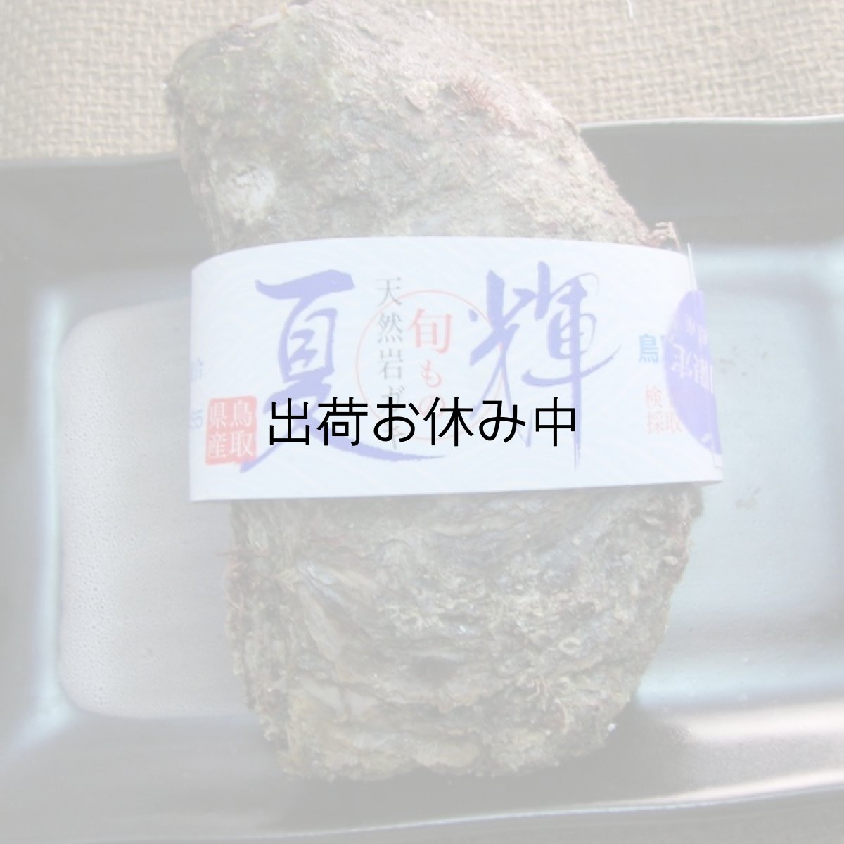 画像6: 鳥取産　天然岩牡蠣「夏輝」 (6)