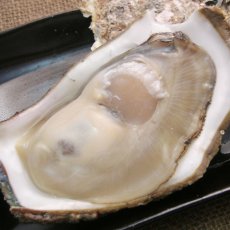 画像7: 鳥取産　天然岩牡蠣「夏輝」 (7)