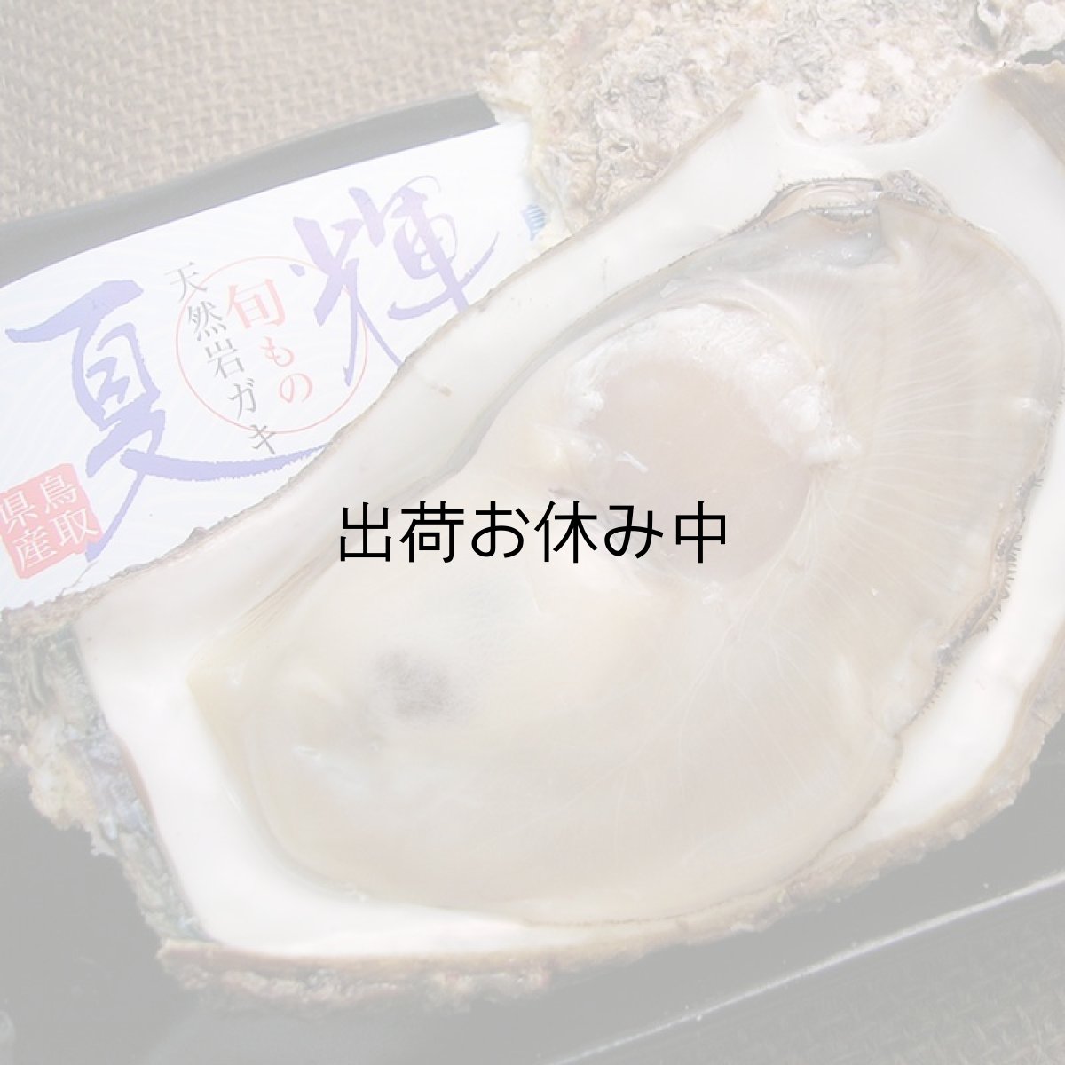 画像2: 鳥取産　天然岩牡蠣「夏輝」 (2)