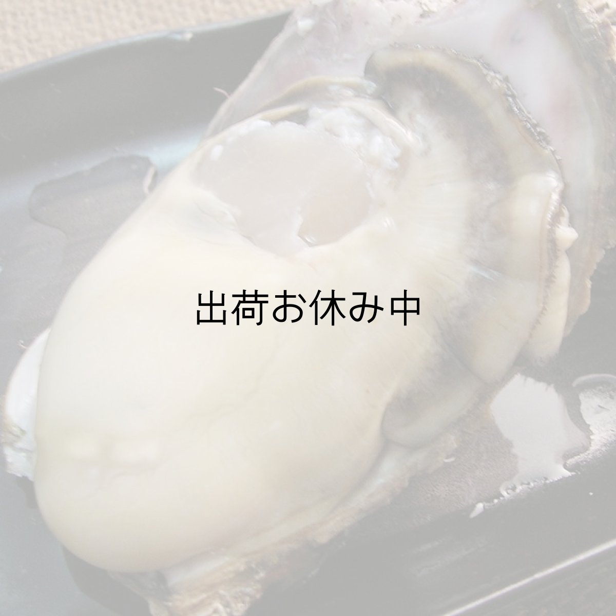 画像8: 鳥取産　天然岩牡蠣「夏輝」 (8)