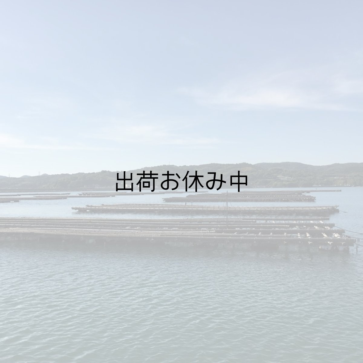 画像8: 岡山牛窓産　殻付牡蠣 (8)