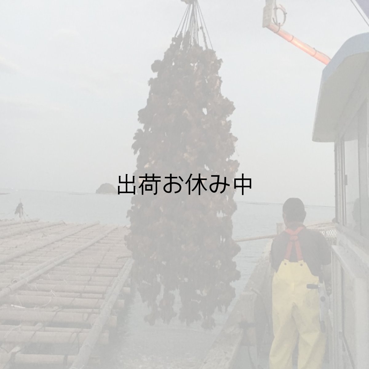 画像7: 岡山牛窓産　殻付牡蠣 (7)