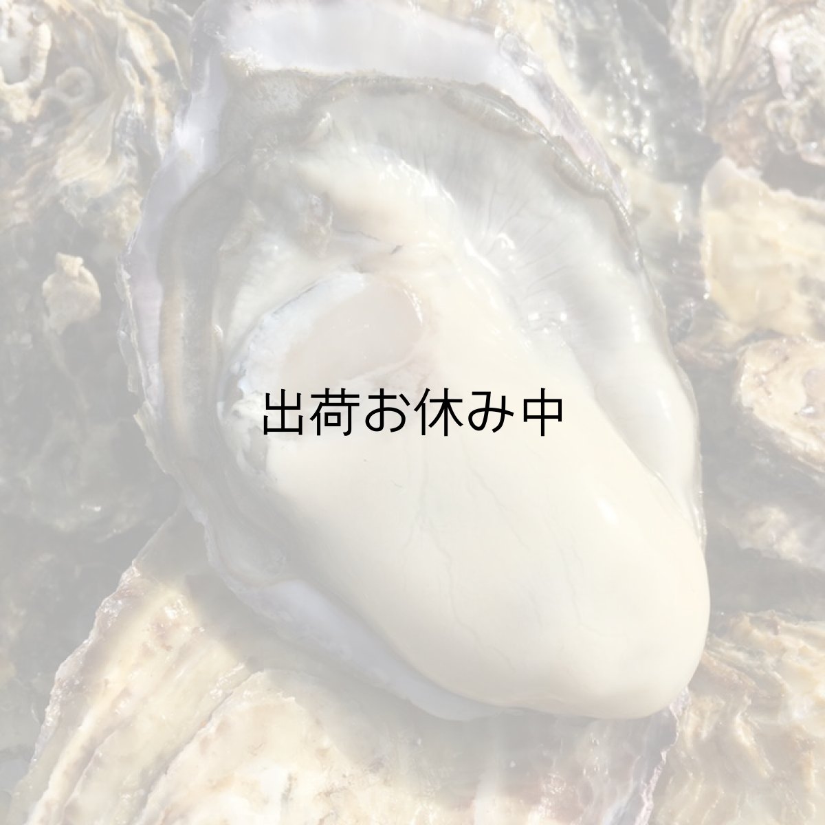 画像3: 岡山牛窓産　殻付牡蠣 (3)