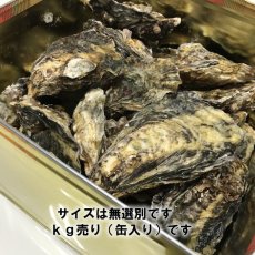 画像8: 岡山牛窓産　むき身牡蠣 (8)