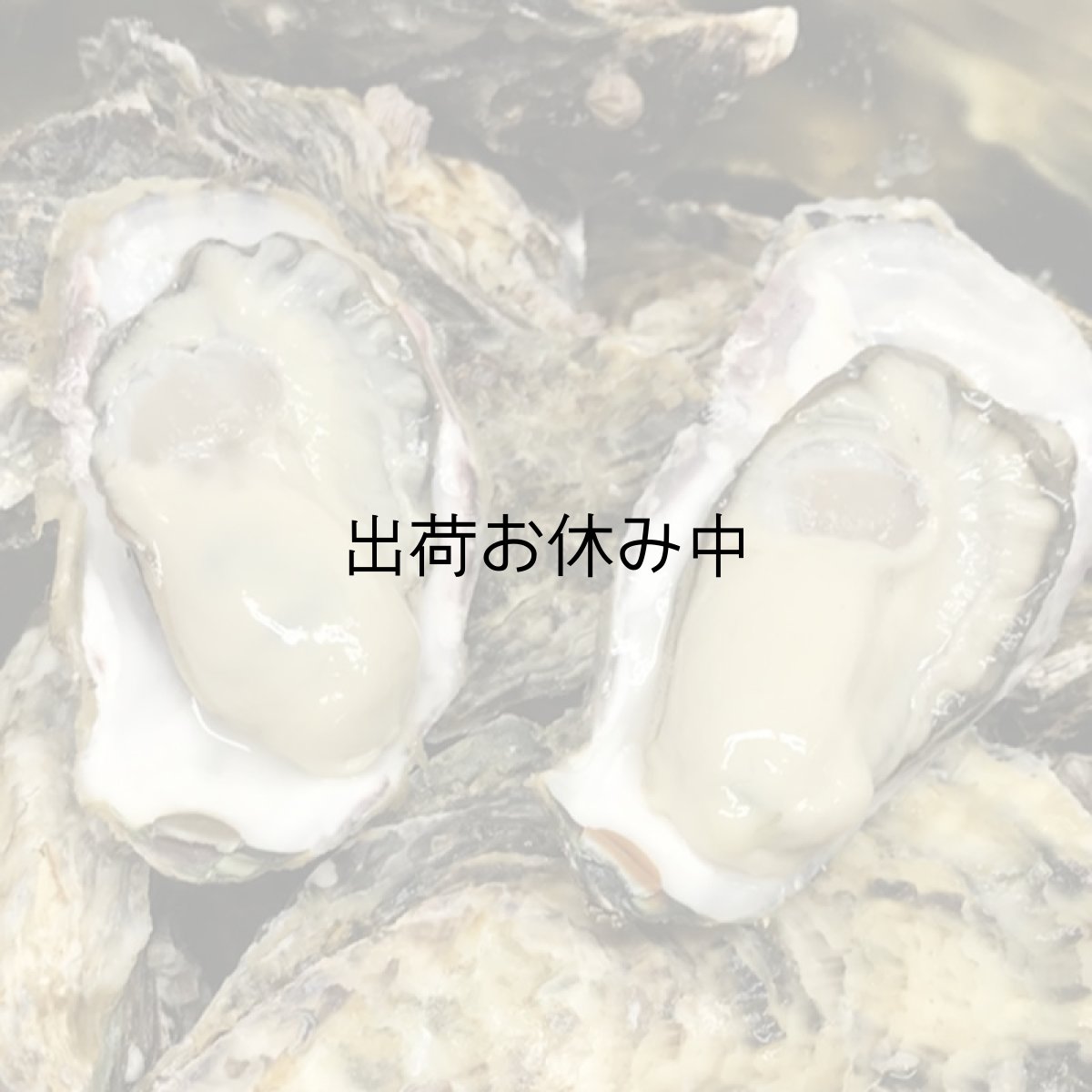 画像2: 岡山牛窓産　殻付牡蠣 (2)