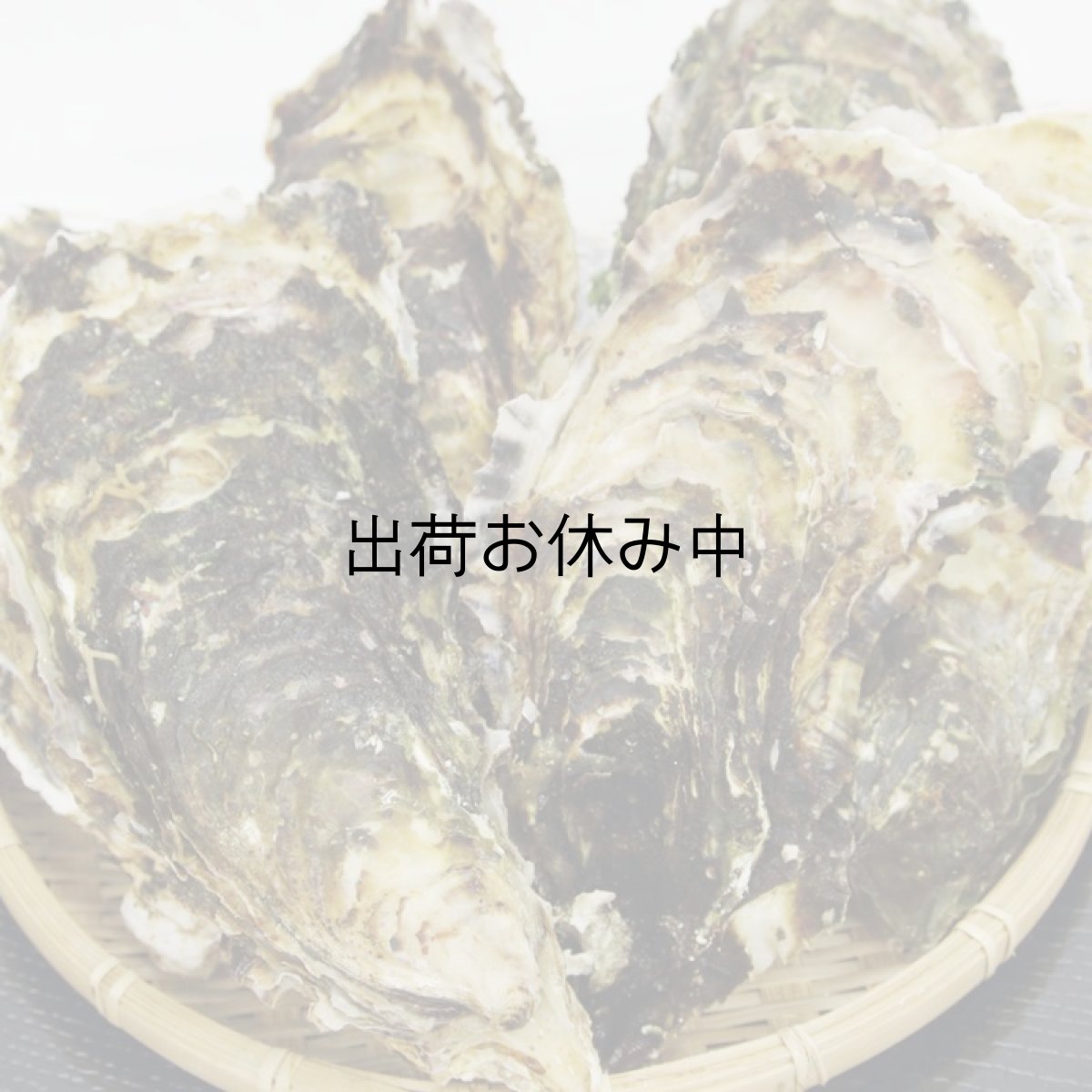 画像4: 三陸山田湾産 殻付牡蠣 (4)