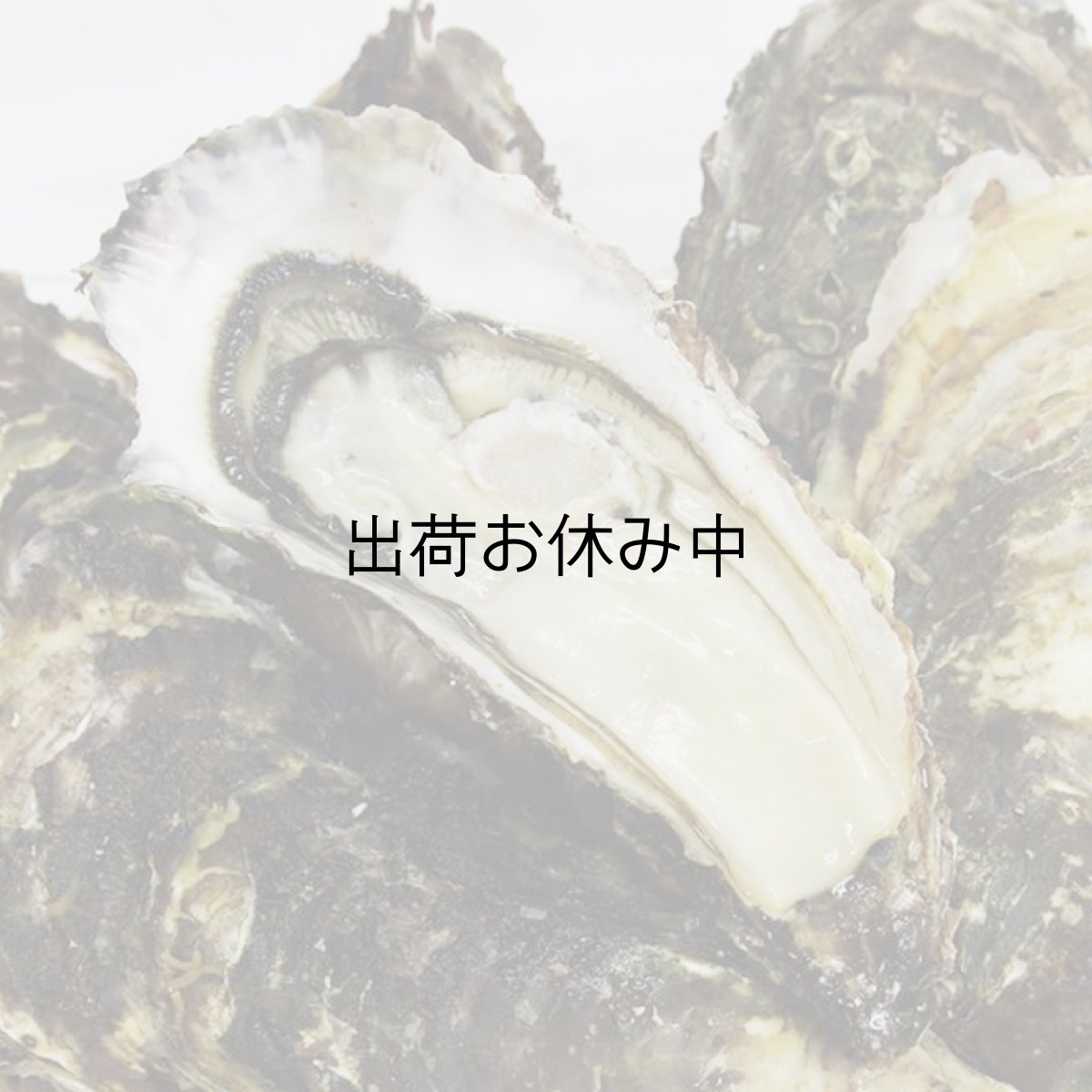 画像11: 三陸山田湾産 殻付牡蠣 (11)
