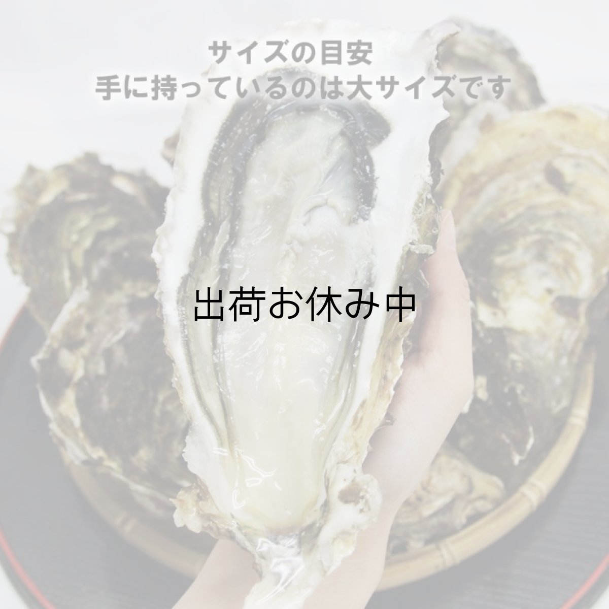画像5: 三陸山田湾産 殻付牡蠣 (5)
