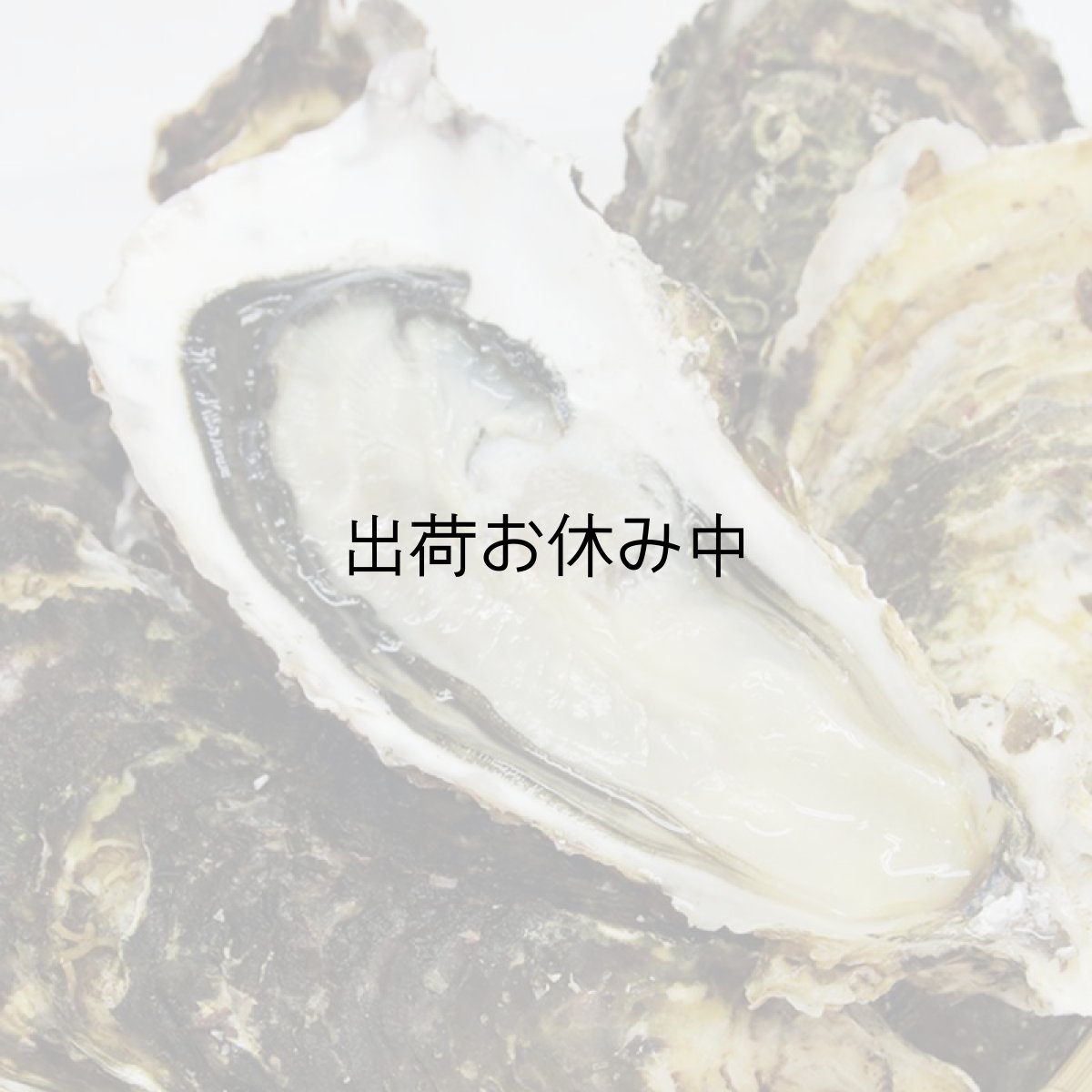 画像6: 三陸山田湾産 殻付牡蠣 (6)