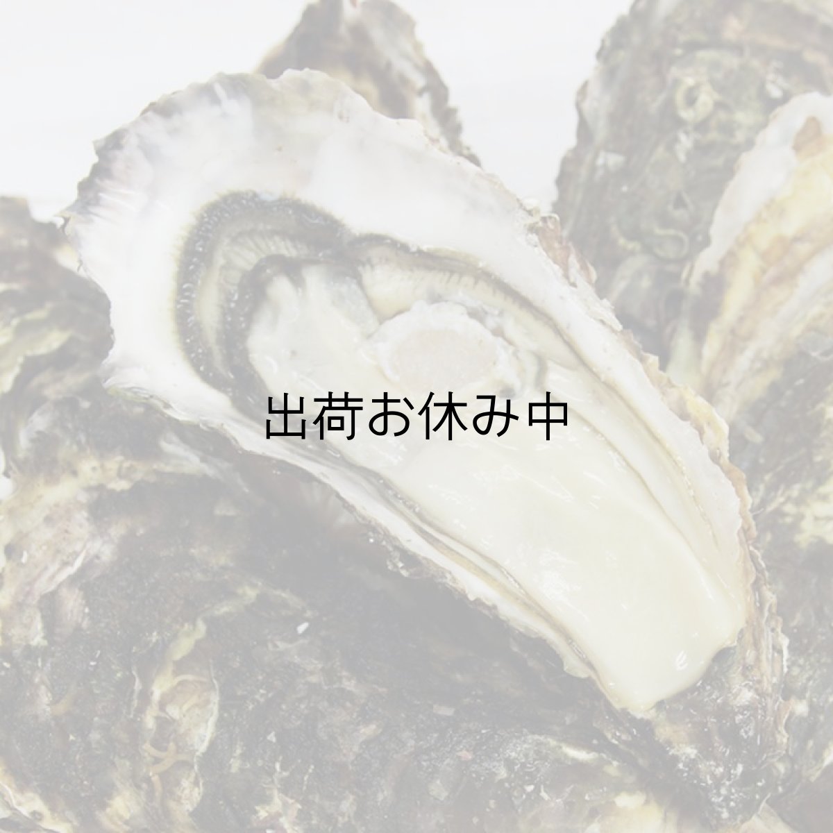 画像2: 三陸山田湾産 殻付牡蠣 (2)