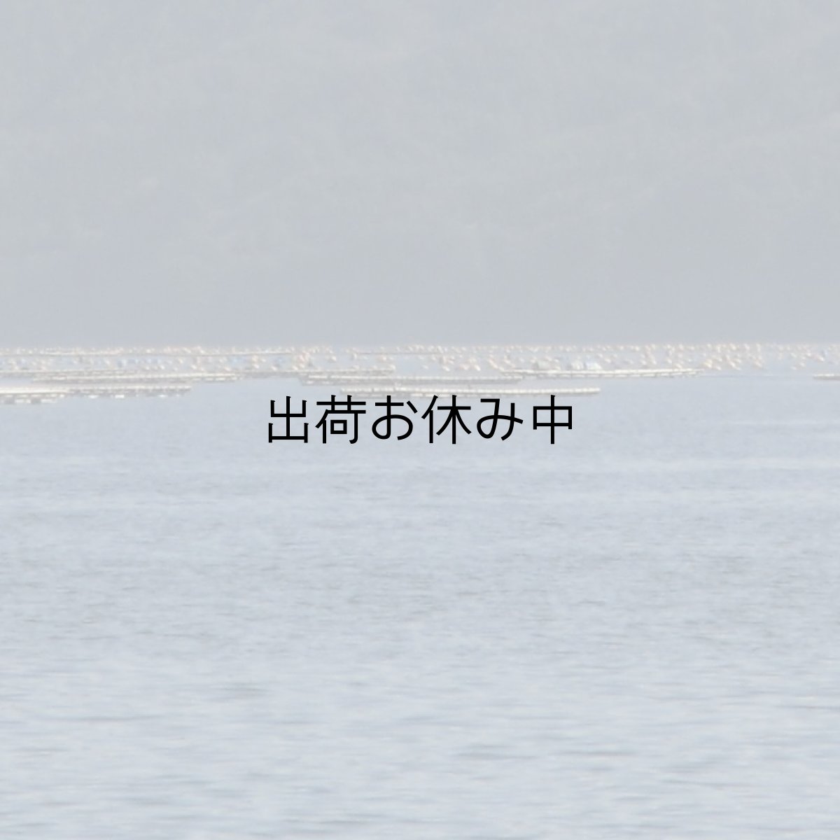 画像3: 三陸山田湾産 殻付牡蠣 (3)