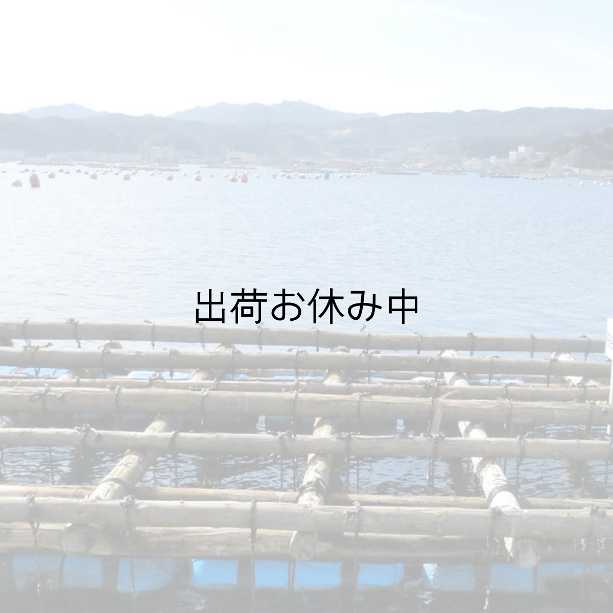 画像7: 三陸山田湾産 殻付牡蠣 (7)