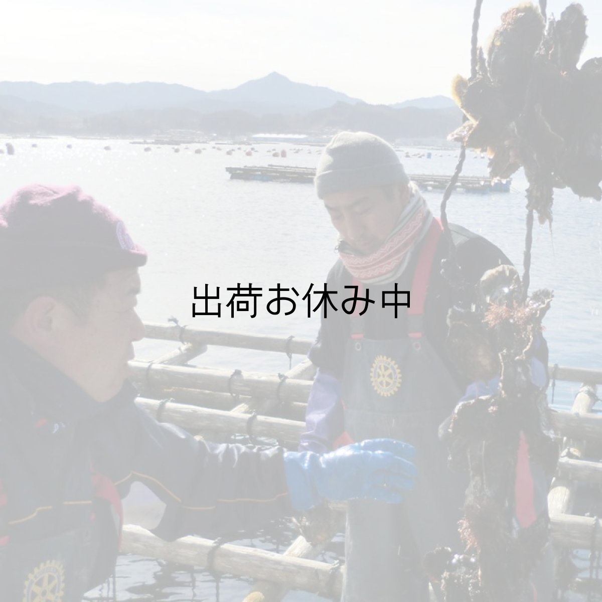 画像8: 三陸山田湾産　バーベキュー用ふぞろい殻付牡蠣 (8)