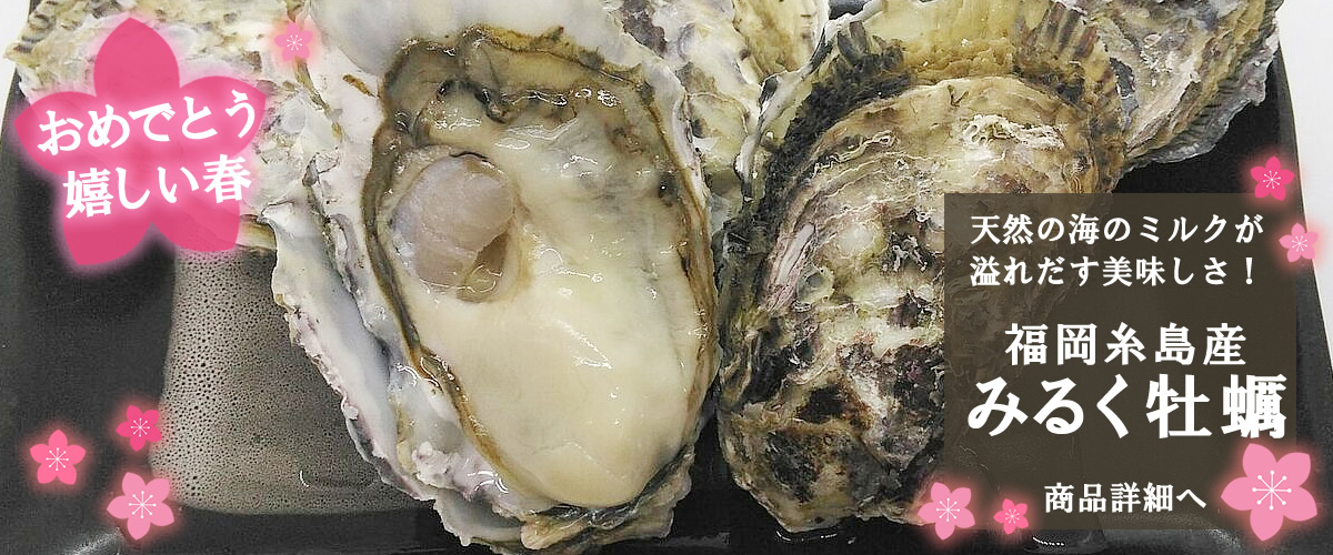 福岡糸島産　みるく牡蠣 　商品詳細へ
