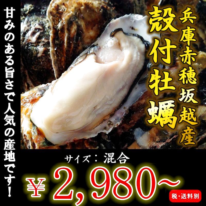 兵庫赤穂坂越産　坂越かき