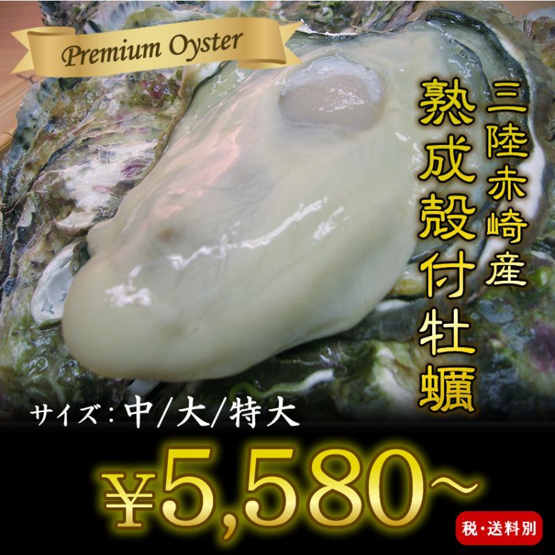 三陸赤崎産　殻付熟成牡蠣