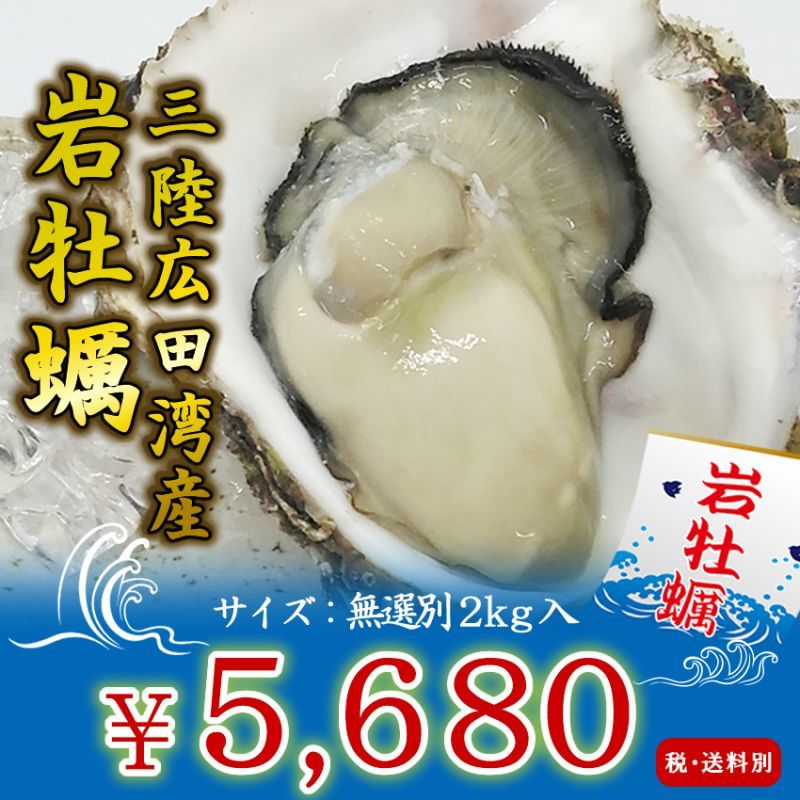 三陸広田湾産 岩牡蠣を産地直送 牡蠣の通販専門店海鮮直送 旨い 牡蠣屋