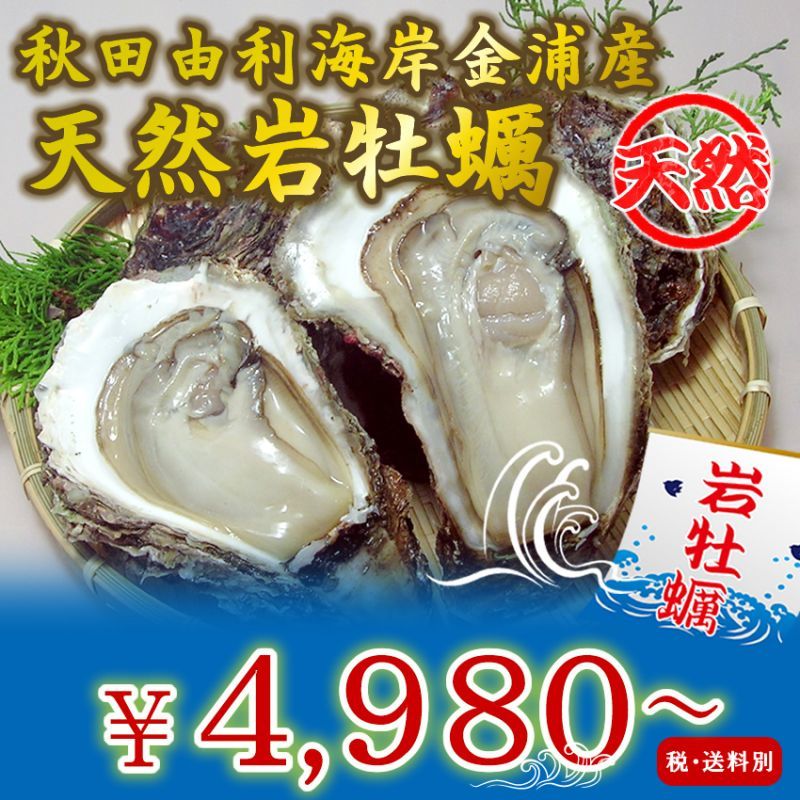 秋田由利海岸金浦産　天然岩牡蠣