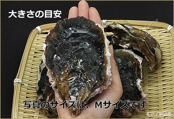 桃取産岩牡蠣
