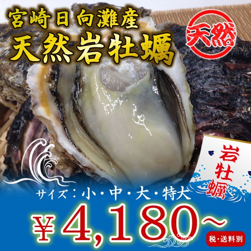 宮崎日向灘産　天然岩牡蠣