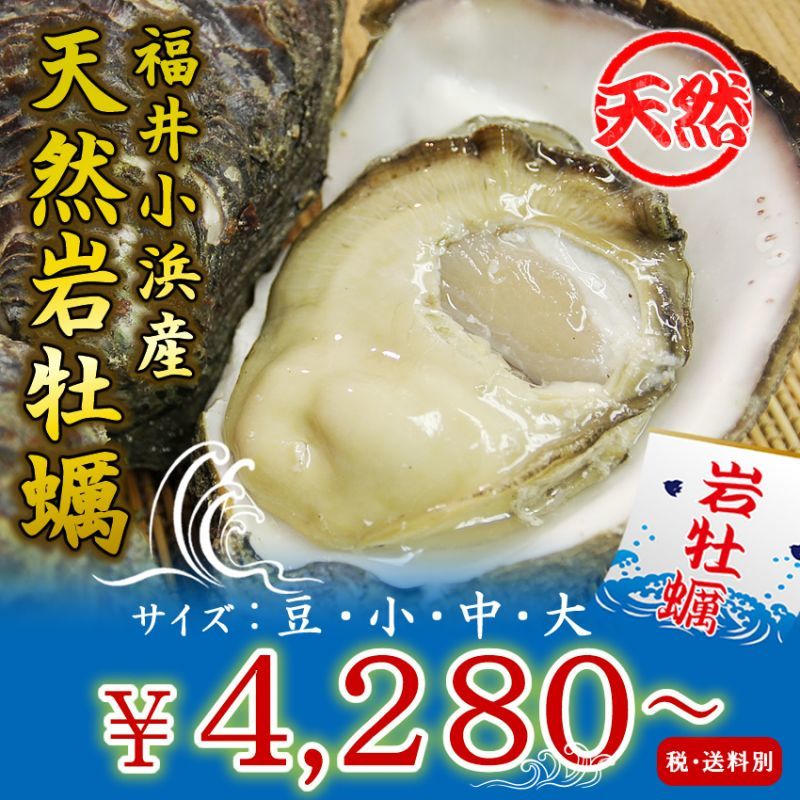 福井小浜産　天然岩牡蠣