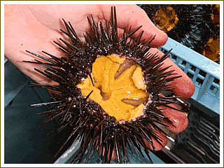 三陸牡鹿半島産　天然ウニお造り