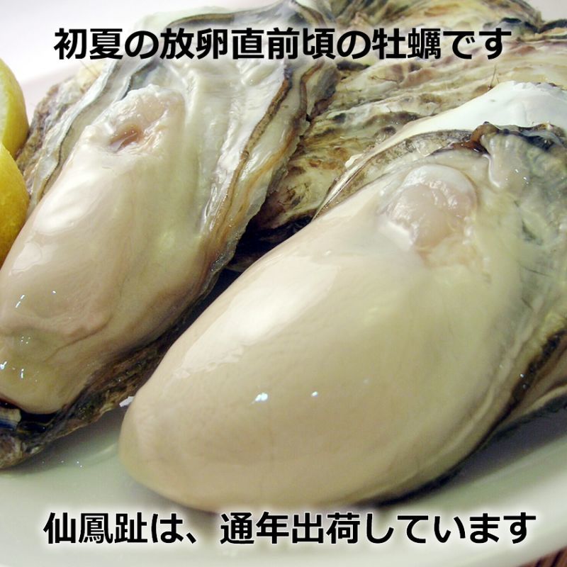 画像3: 北海道仙鳳趾産　殻付牡蠣 (3)