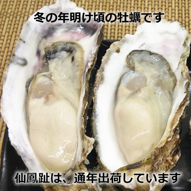 北海道仙鳳趾産 殻付牡蠣を産地直送／牡蠣の通販専門店海鮮直送 旨い！牡蠣屋