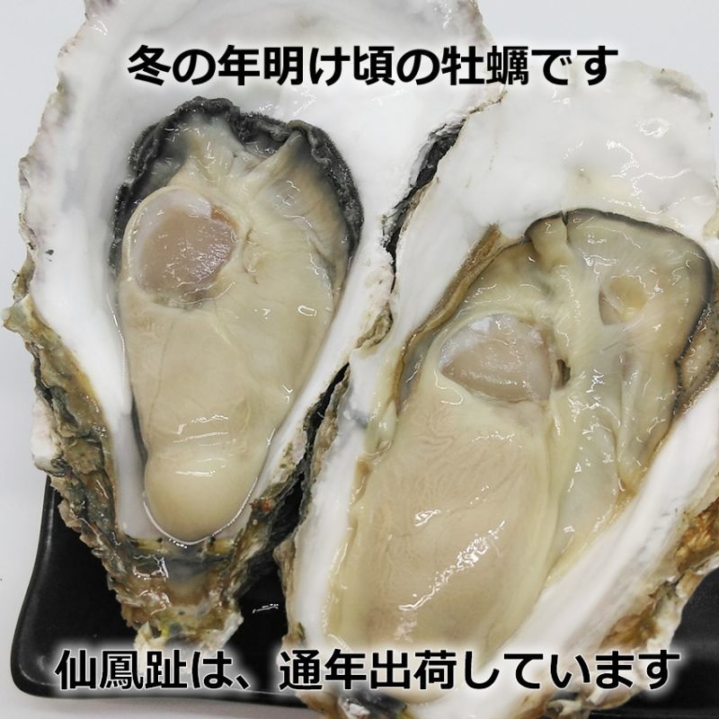 北海道仙鳳趾産 殻付牡蠣を産地直送／牡蠣の通販専門店海鮮直送 旨い