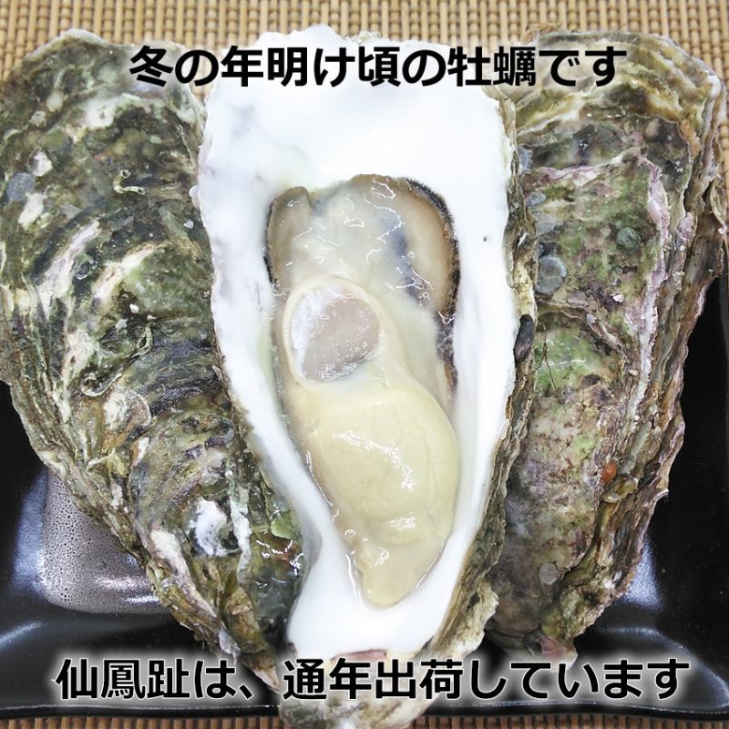 北海道仙鳳趾産 殻付牡蠣を産地直送／牡蠣の通販専門店海鮮直送 旨い